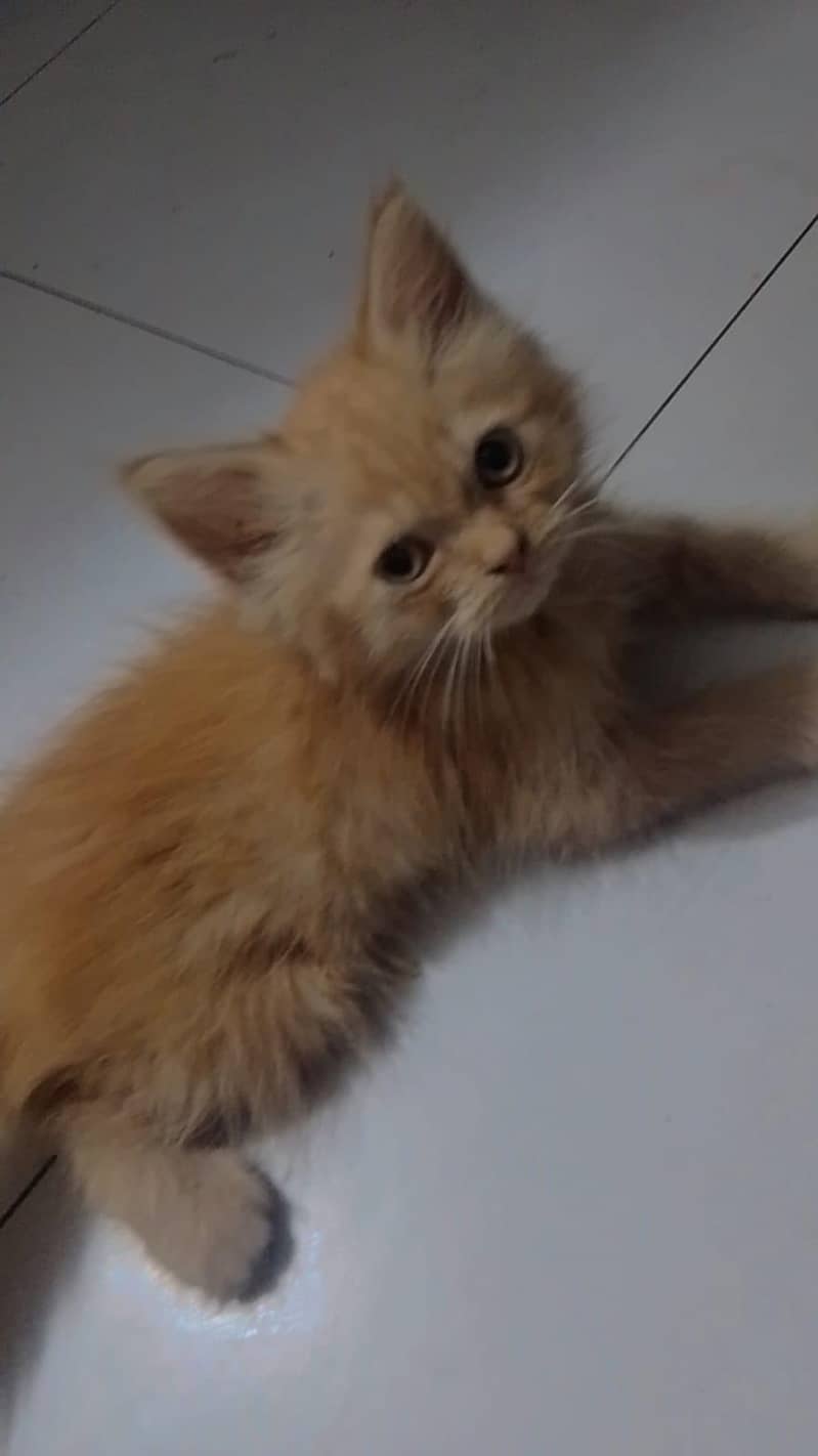 kitten 0
