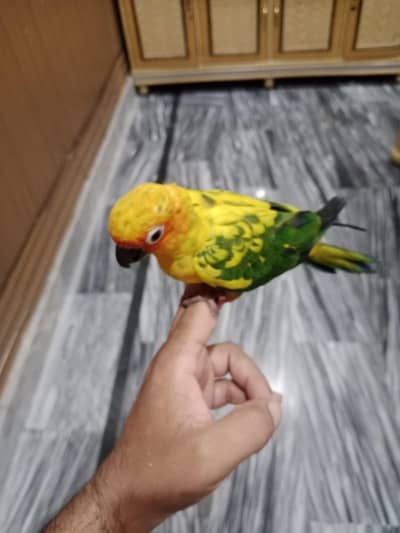 Suncanor female hand tame with DNA