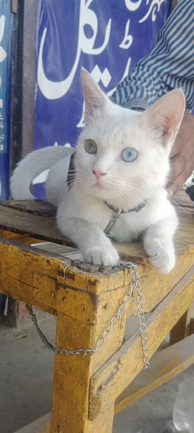 male for sale in only fsd