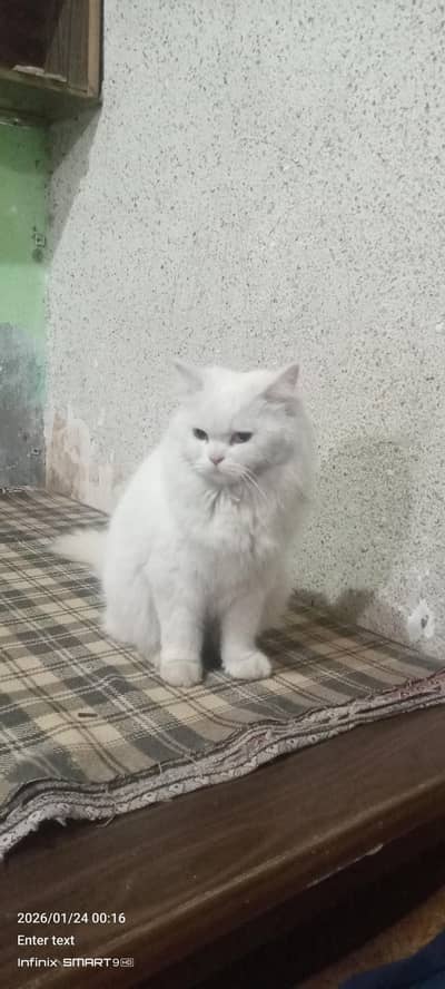 Persian tame cat