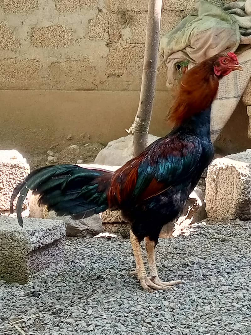 aseel patha 1