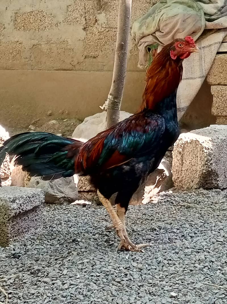aseel patha 2