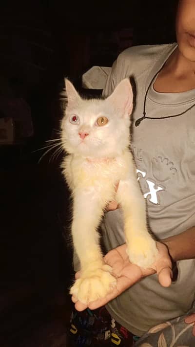 Choti baby persian cat