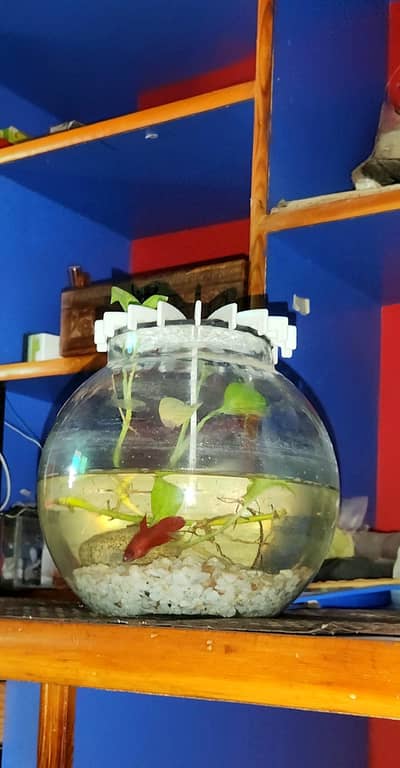 Beautiful Ready-to-Keep Betta Fish Setup – Perfect Gift & Home Decor