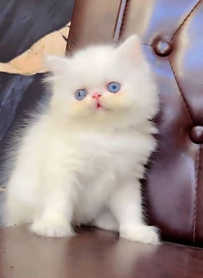 Persian cat  triple coat doll face  WhatsApp number 03281008492
