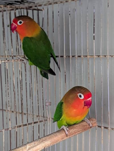 Fisher breeder pair