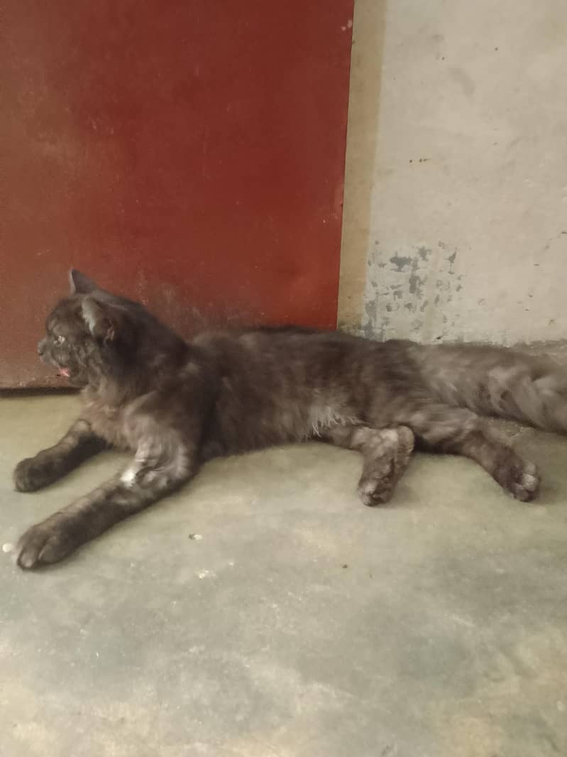 cat nice 0