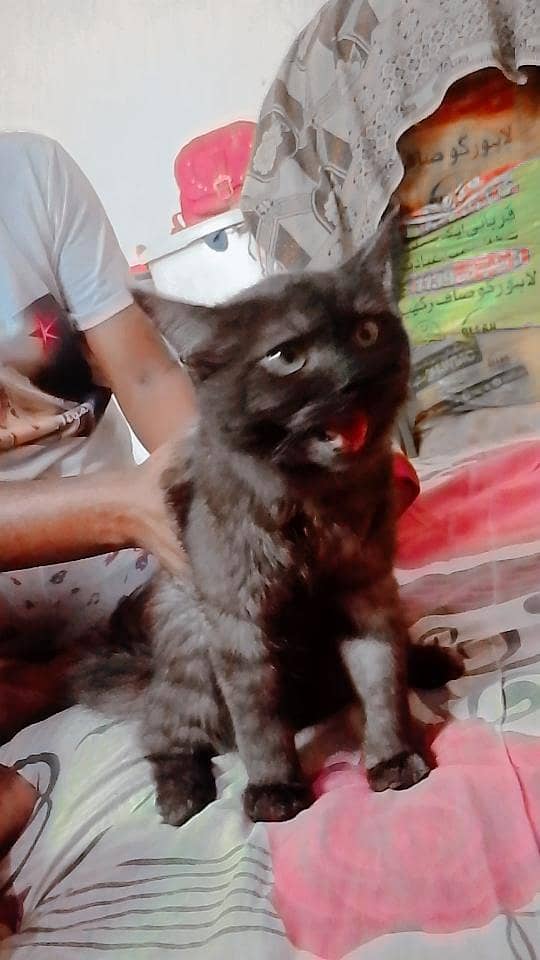 cat nice 1