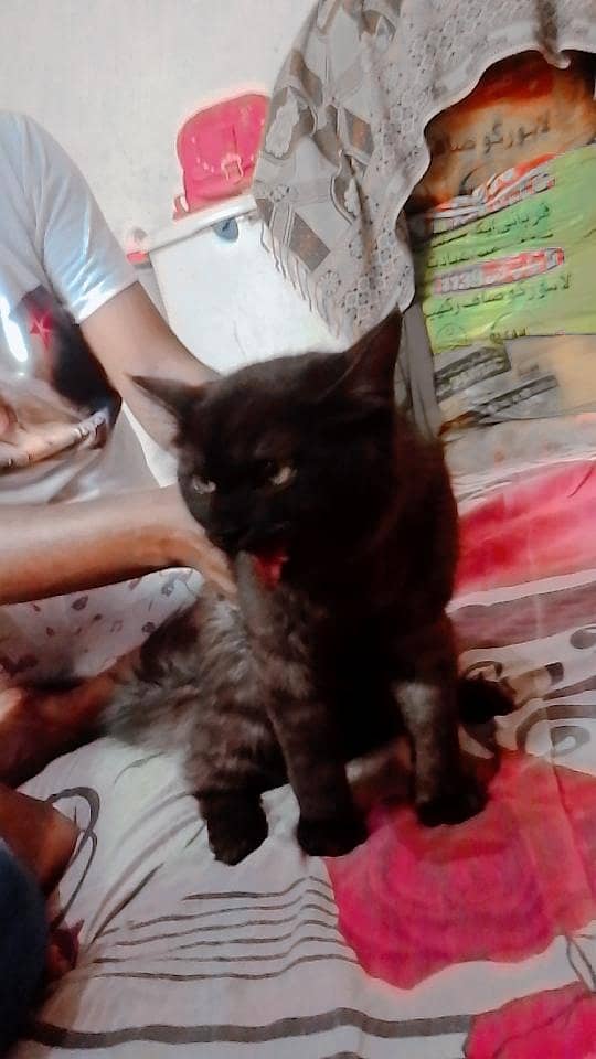cat nice 2