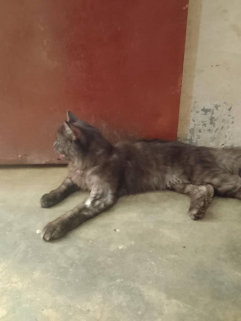 cat nice 3