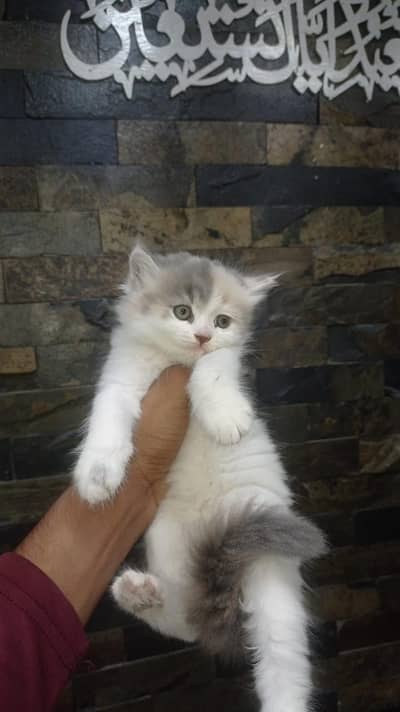 persian calico kitten