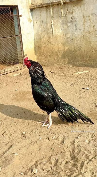 Chicks available of lasani Mianwali and shajra Mianwali