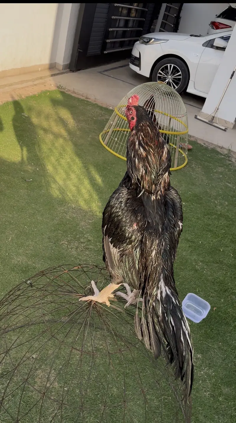 Chicks available of lasani Mianwali and shajra Mianwali — photo 2