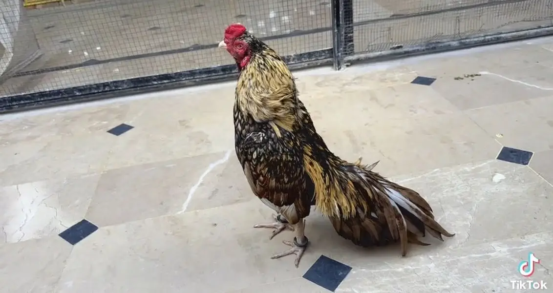 Chicks available of lasani Mianwali and shajra Mianwali — photo 3