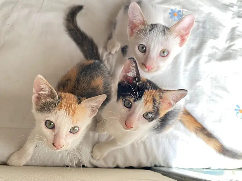 5 adorable Kittens for adoption
