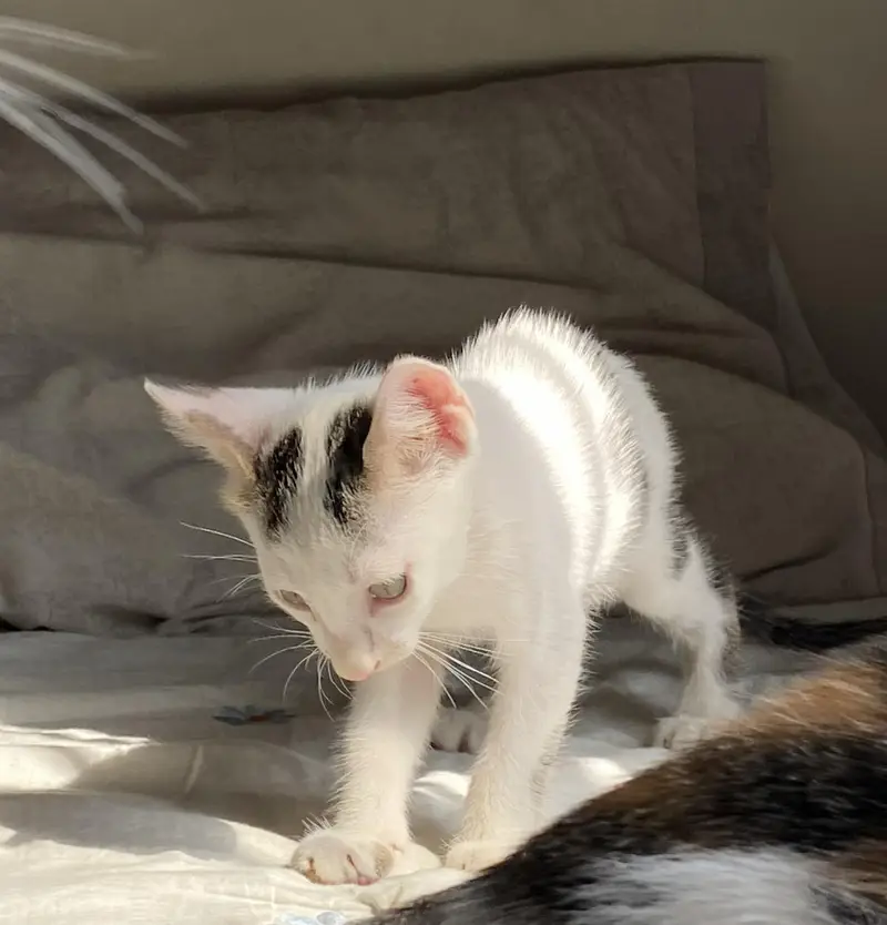 5 adorable Kittens for adoption — photo 2