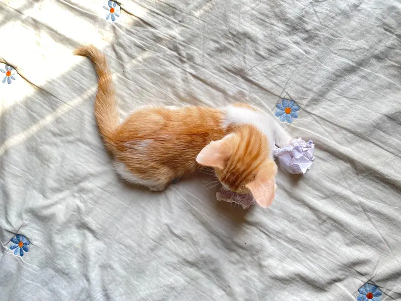 5 adorable Kittens for adoption — photo 3