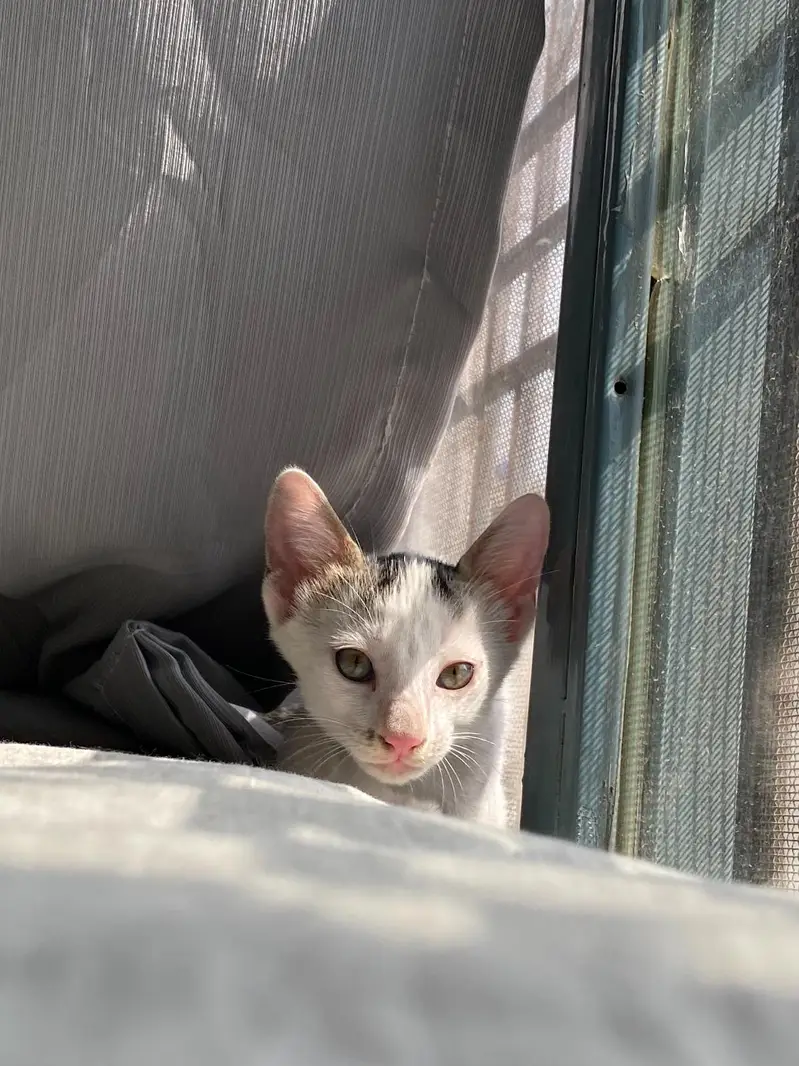 5 adorable Kittens for adoption — photo 4