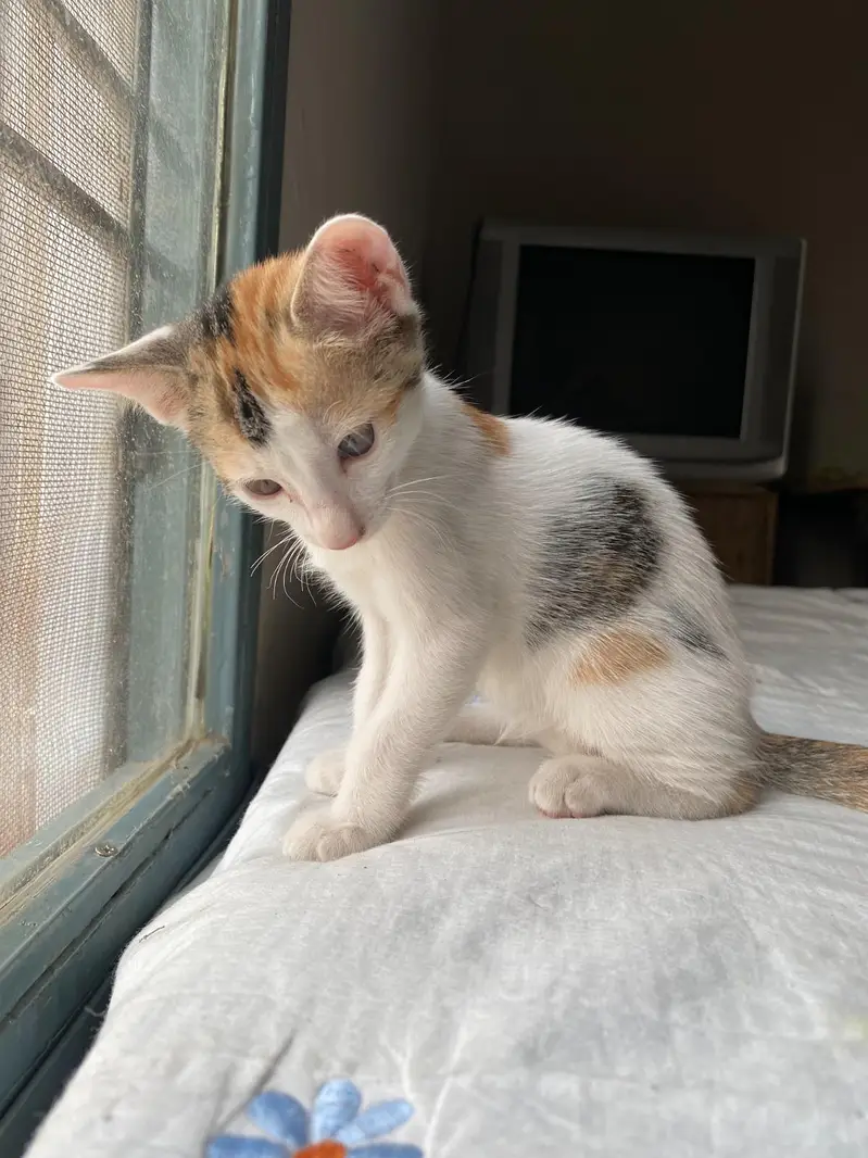 5 adorable Kittens for adoption — photo 5