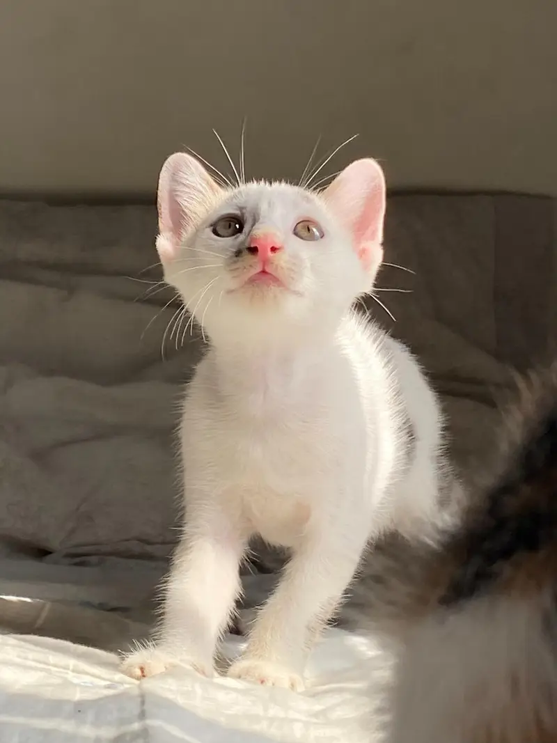 5 adorable Kittens for adoption — photo 7