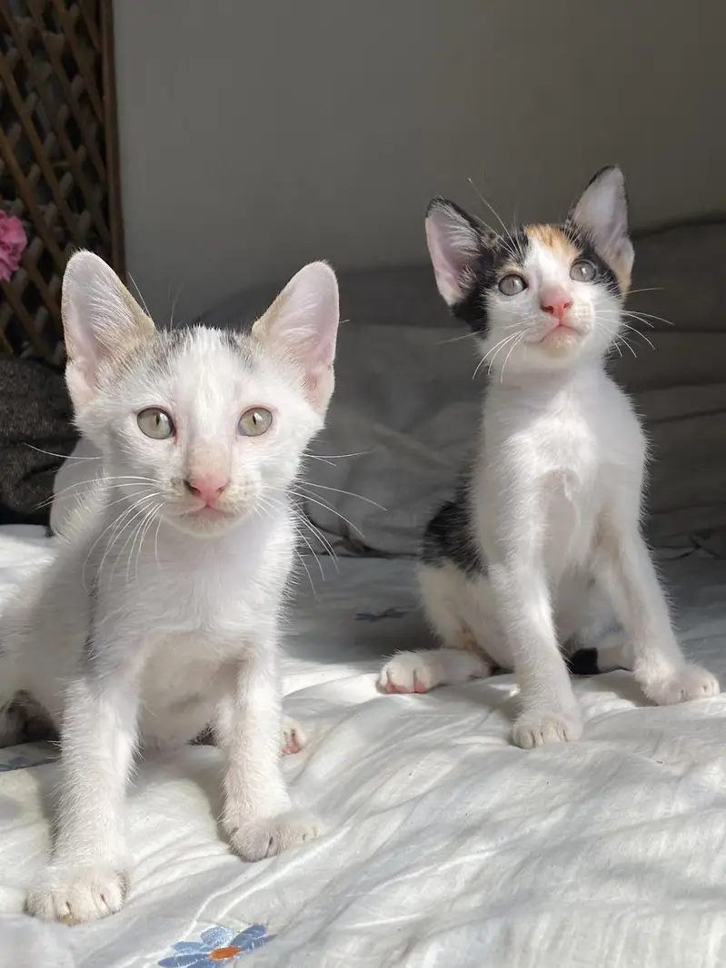 5 adorable Kittens for adoption — photo 8
