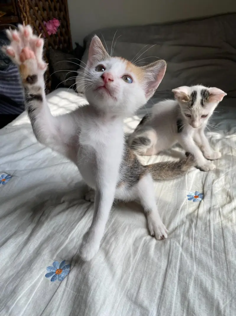 5 adorable Kittens for adoption — photo 9