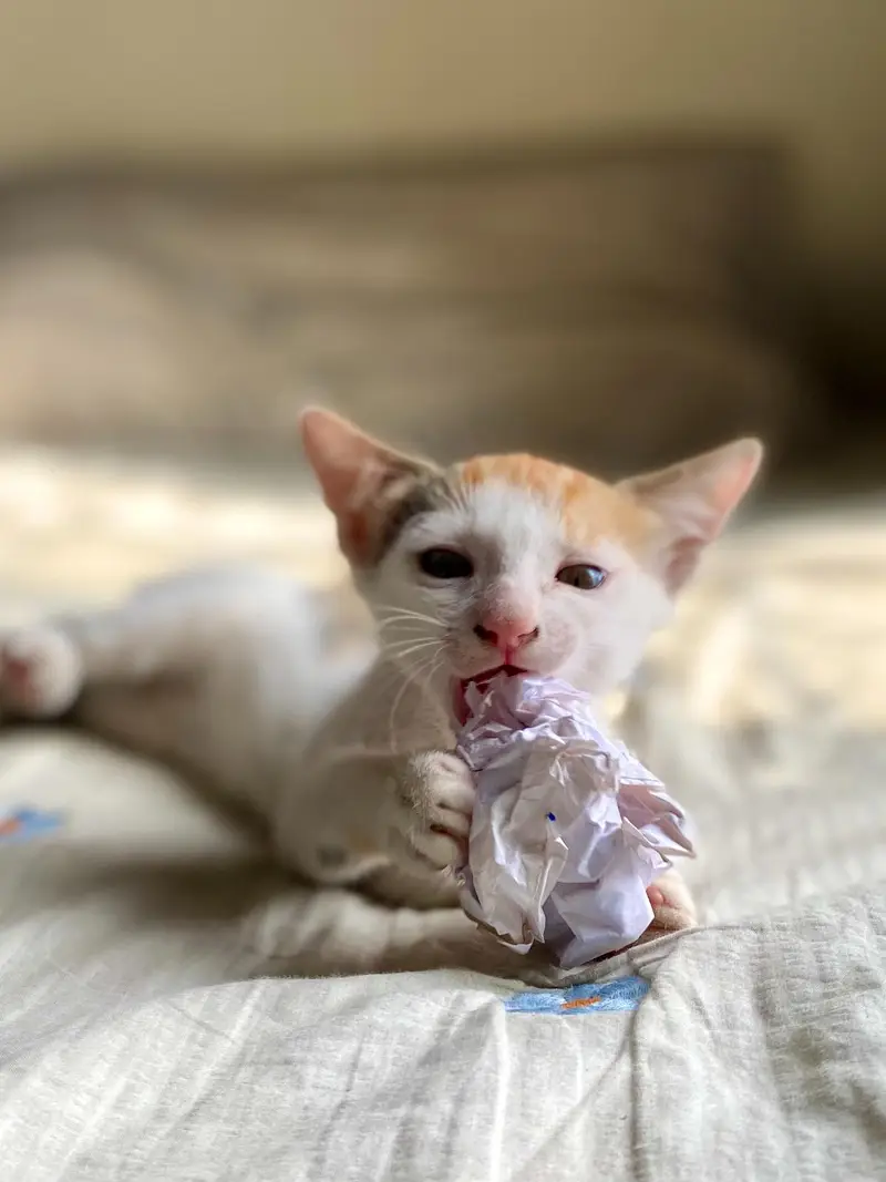 5 adorable Kittens for adoption — photo 10