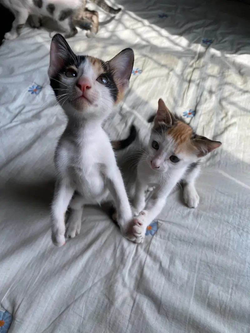 5 adorable Kittens for adoption — photo 11