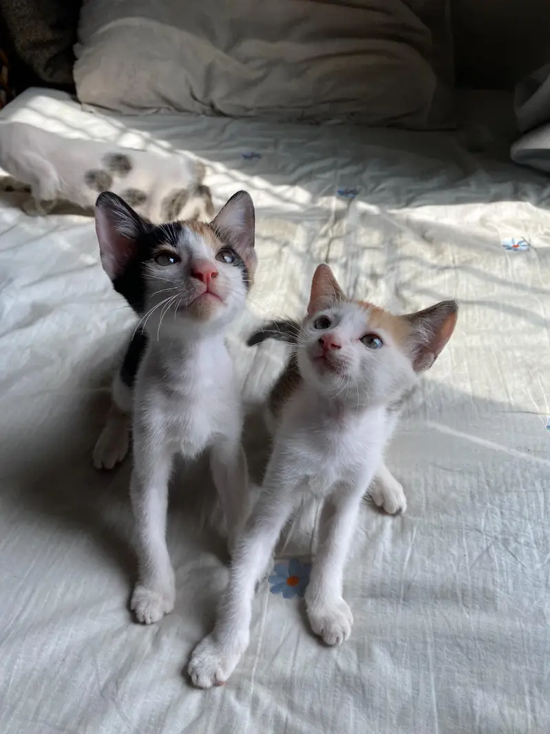 5 adorable Kittens for adoption — photo 12