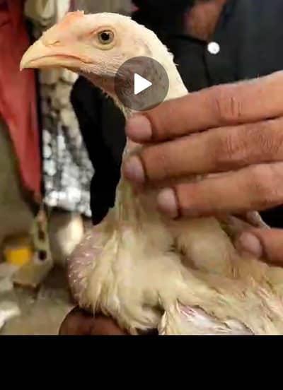 king size german o shamo chicks 03168035881 Whatsapp please