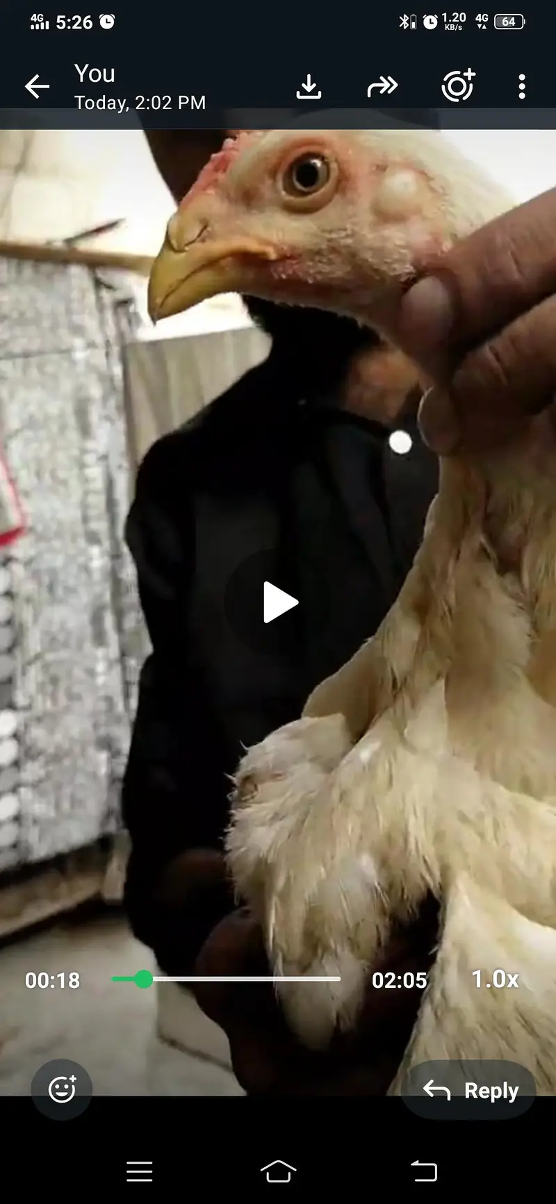 king size german o shamo chicks 03168035881 Whatsapp please — photo 2