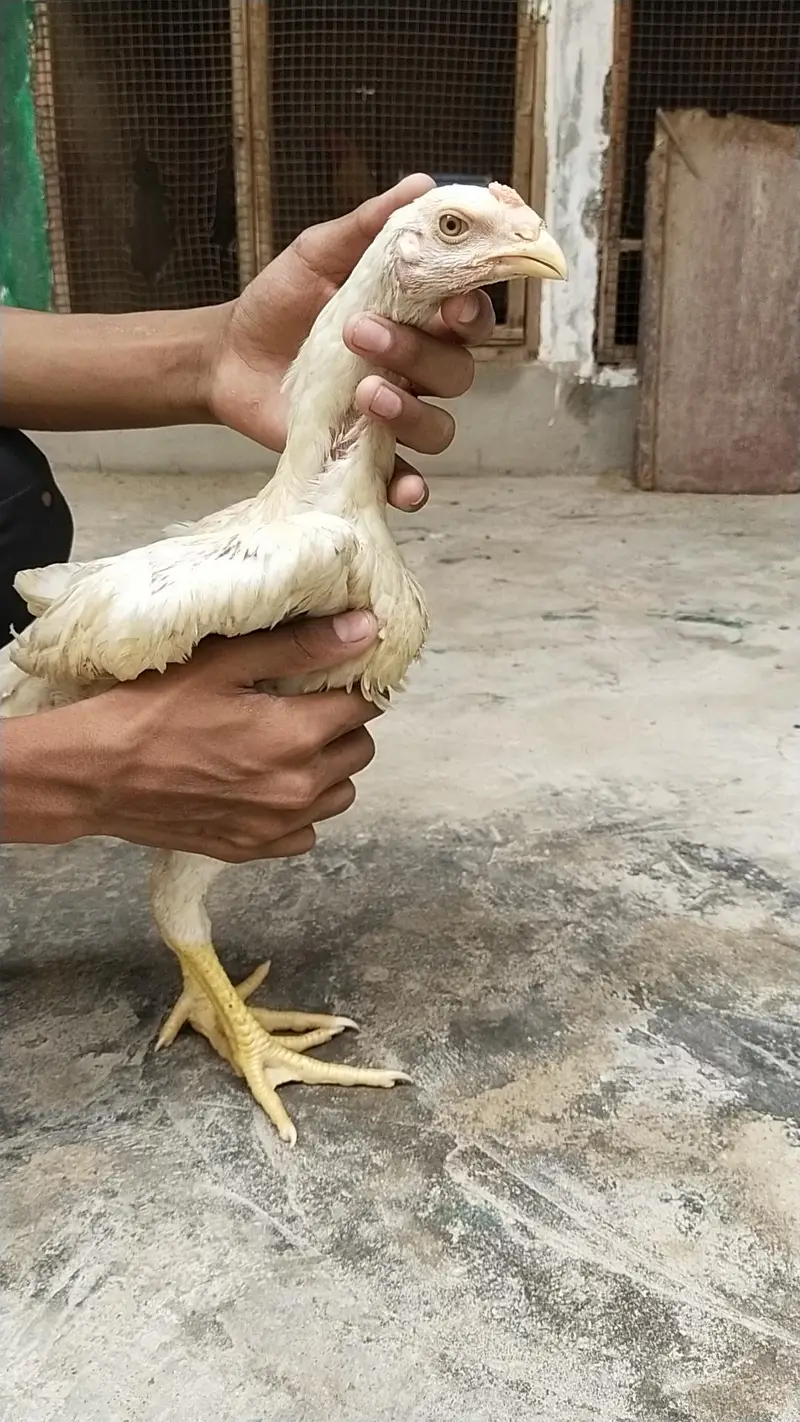 king size german o shamo chicks 03168035881 Whatsapp please — photo 4
