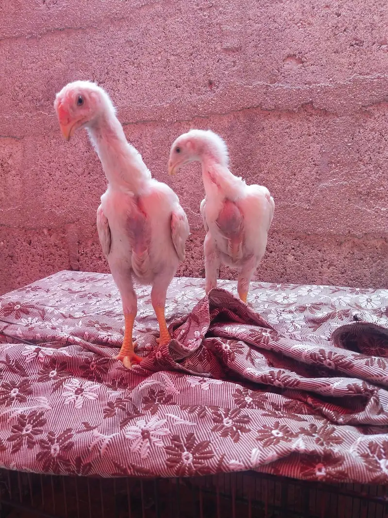 king size german o shamo chicks 03168035881 Whatsapp please — photo 5
