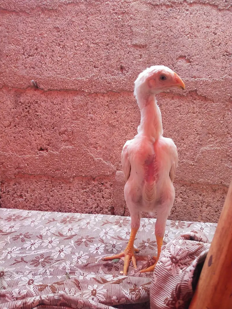 king size german o shamo chicks 03168035881 Whatsapp please — photo 6