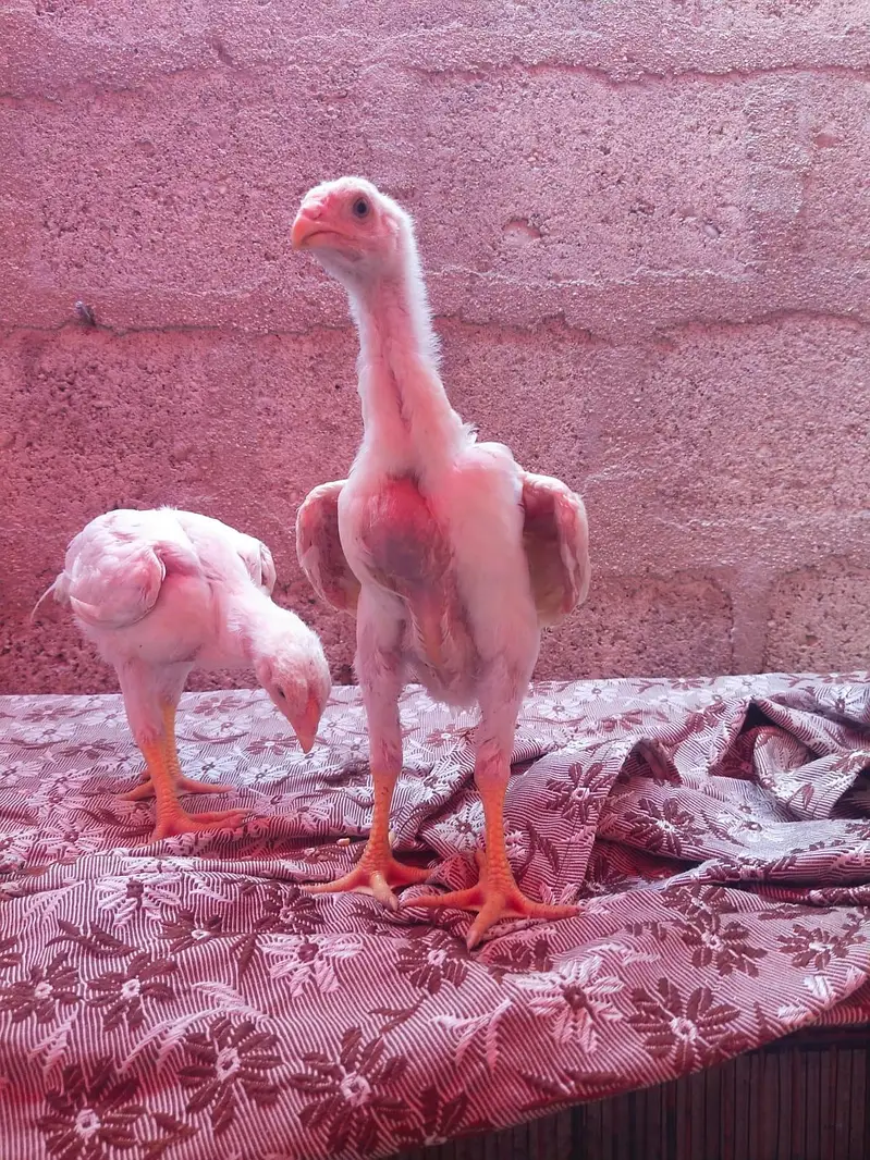 king size german o shamo chicks 03168035881 Whatsapp please — photo 7