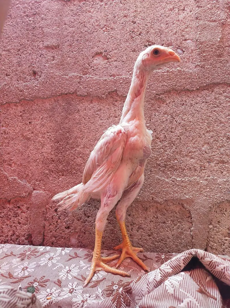 king size german o shamo chicks 03168035881 Whatsapp please — photo 8