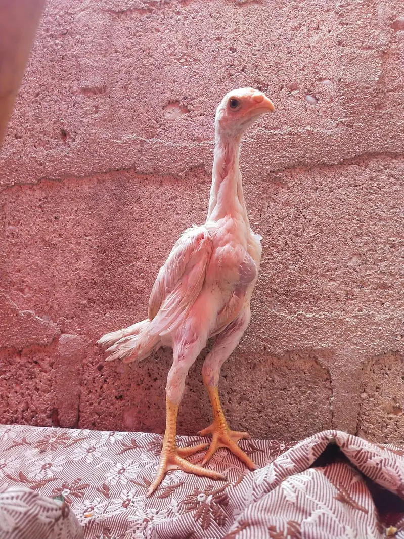 king size german o shamo chicks 03168035881 Whatsapp please — photo 9