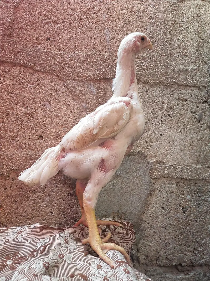 king size german o shamo chicks 03168035881 Whatsapp please — photo 10