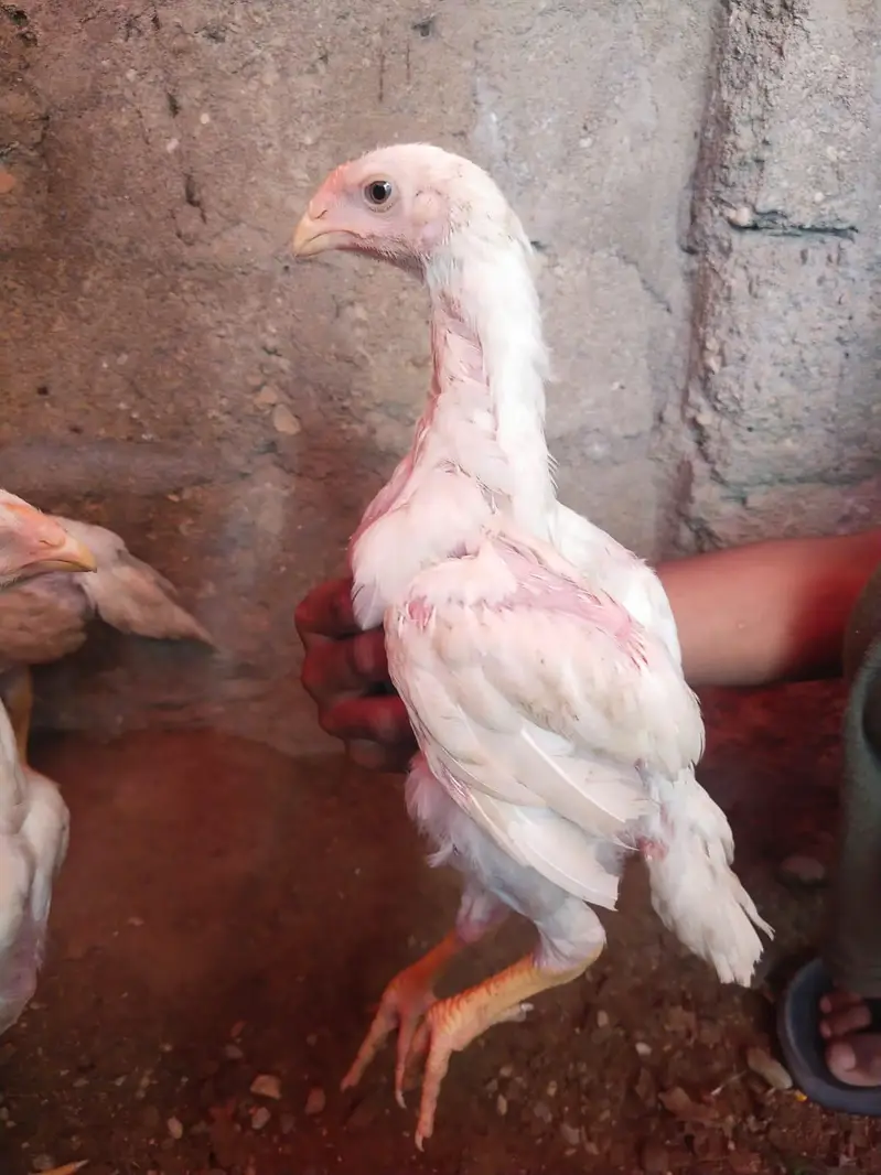 king size german o shamo chicks 03168035881 Whatsapp please — photo 12
