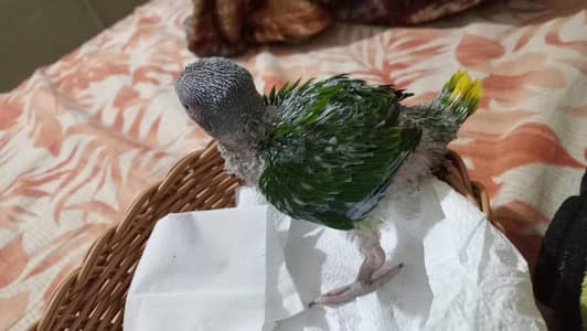 green parrot chicks
