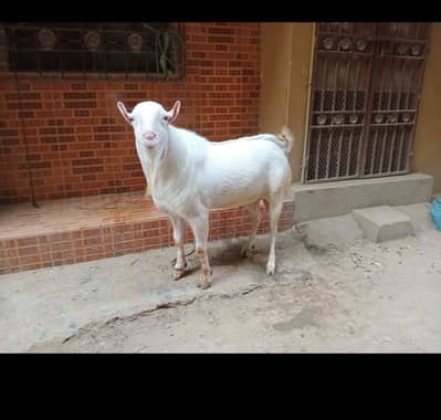 Teddy Bakra Gulabi