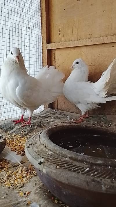 LAKAY KABOTAR PAIR