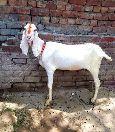 Pure Rajanpuri Goat