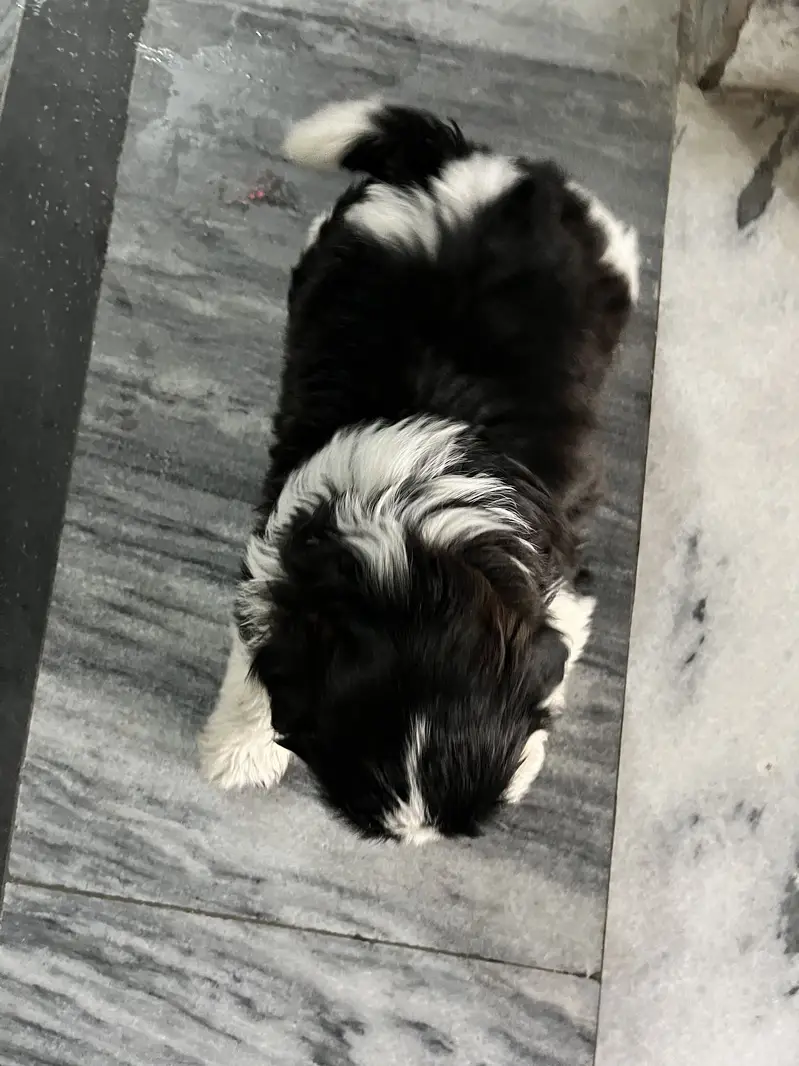 Shihtzu  puppy 03075273683 — photo 2