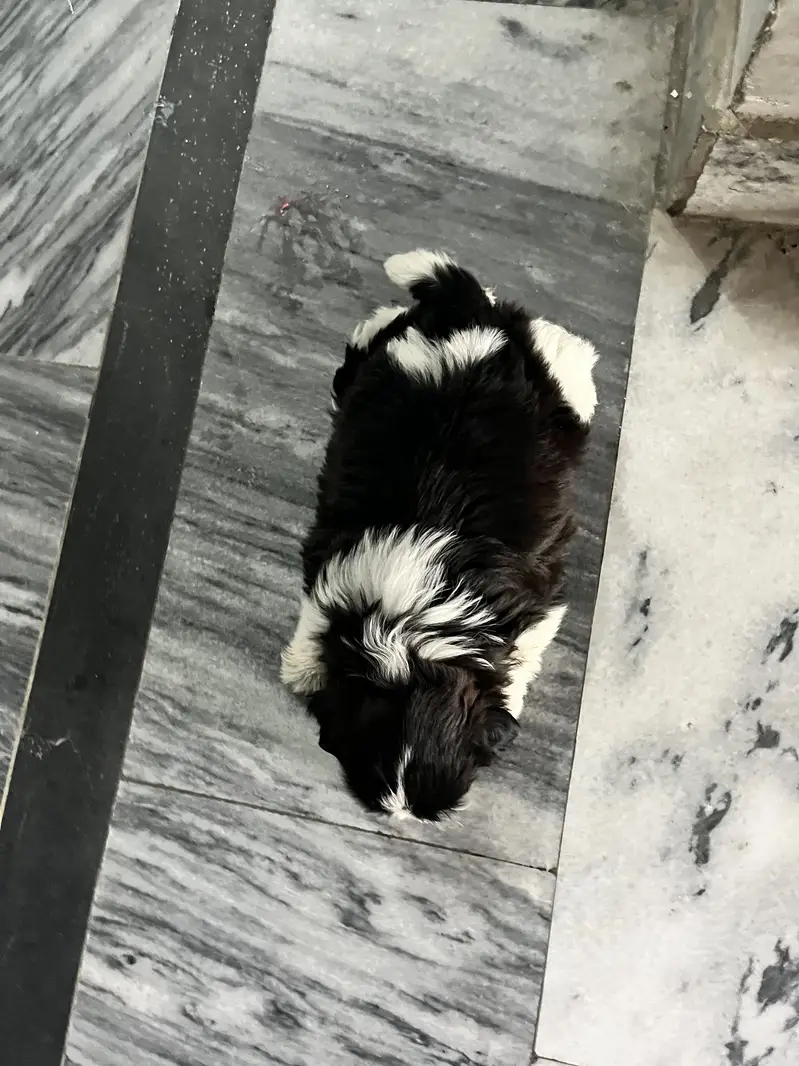 Shihtzu  puppy 03075273683 — photo 4