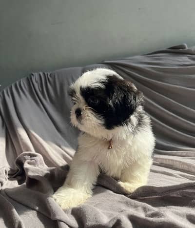 Shihtzu  puppy 03075273683
