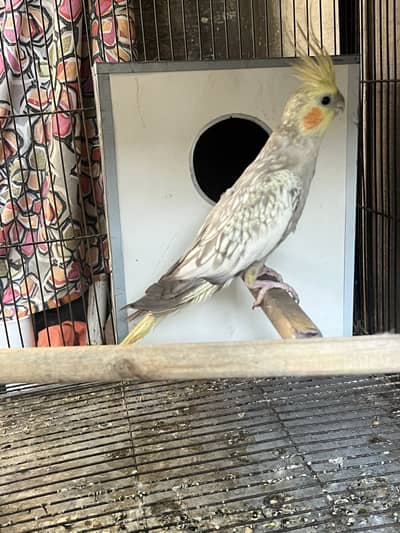 aoa cockatail female avalibal
