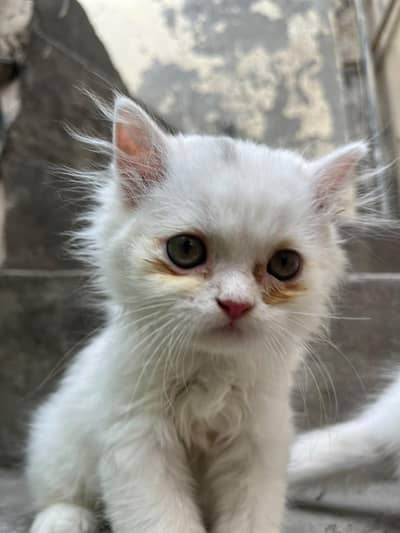 persian cats 2 for sale