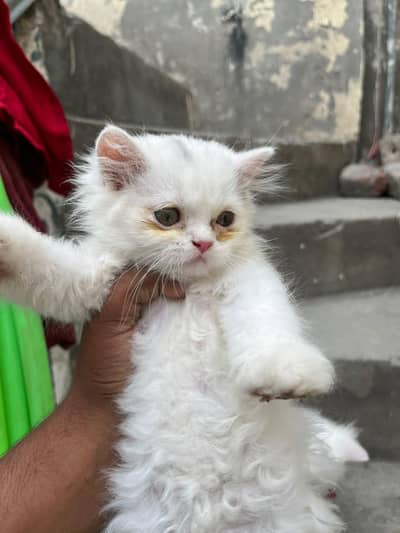 persian cats 2 for sale