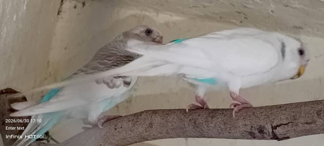 Beautiful tail pair of this